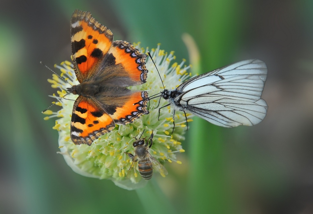 Бабочка крапивница, капустница и медовая пчела на одном цветке.jpg